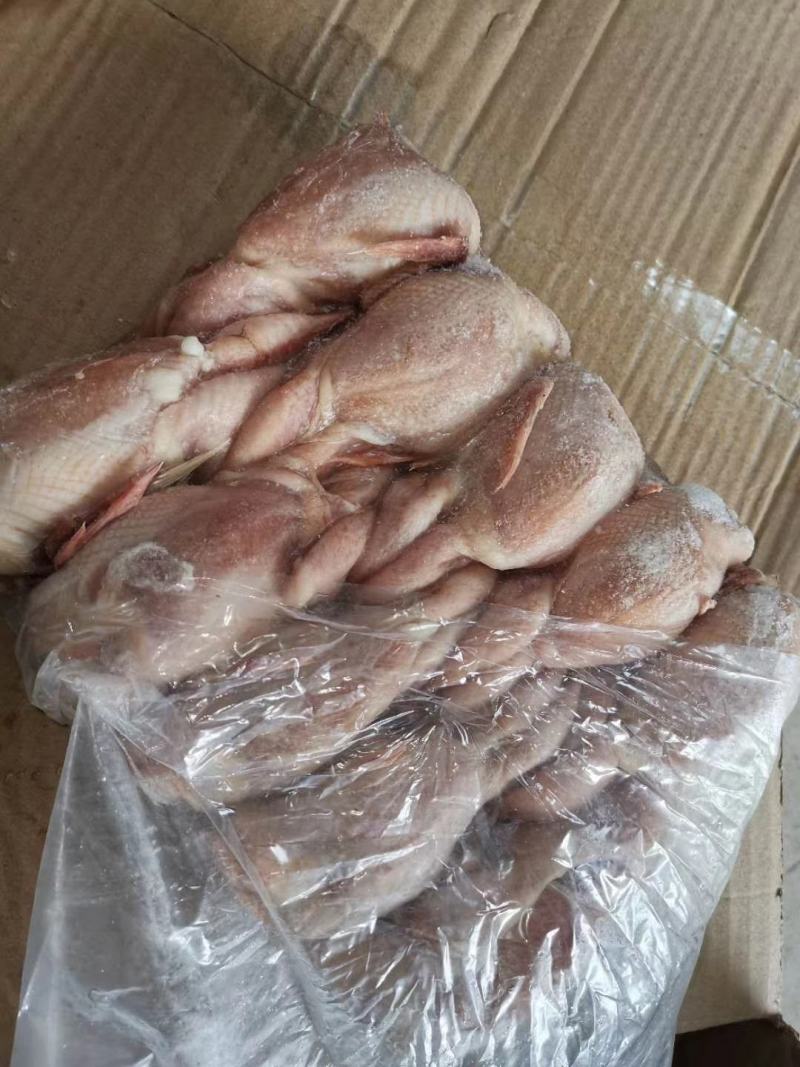 鹌鹑，放血鹌鹑，不放血鹌鹑厂家直接发货，