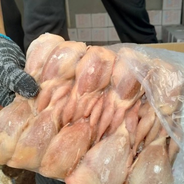 鹌鹑，放血鹌鹑，不放血鹌鹑厂家直接发货，