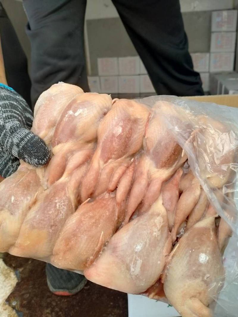 鹌鹑，放血鹌鹑，不放血鹌鹑厂家直接发货，