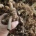 黄精块茎，黄精种茎【四川多花不倒苗姜型甜黄精】有大货