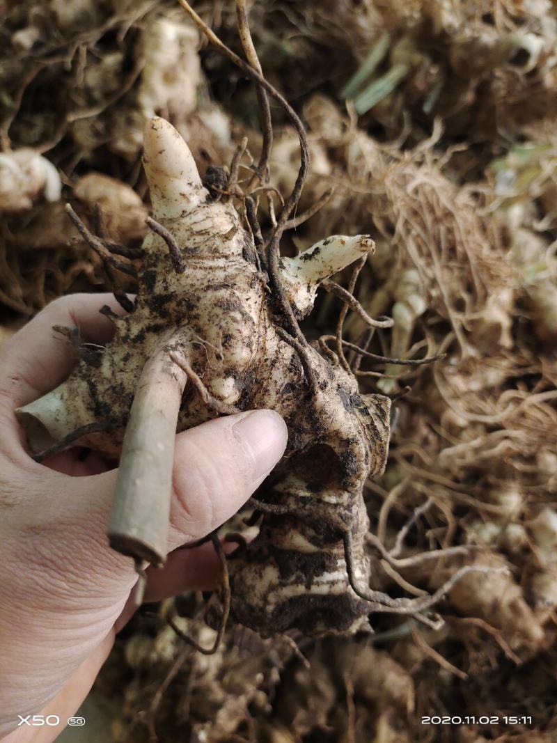 黄精块茎，黄精种茎【四川多花不倒苗姜型甜黄精】有大货