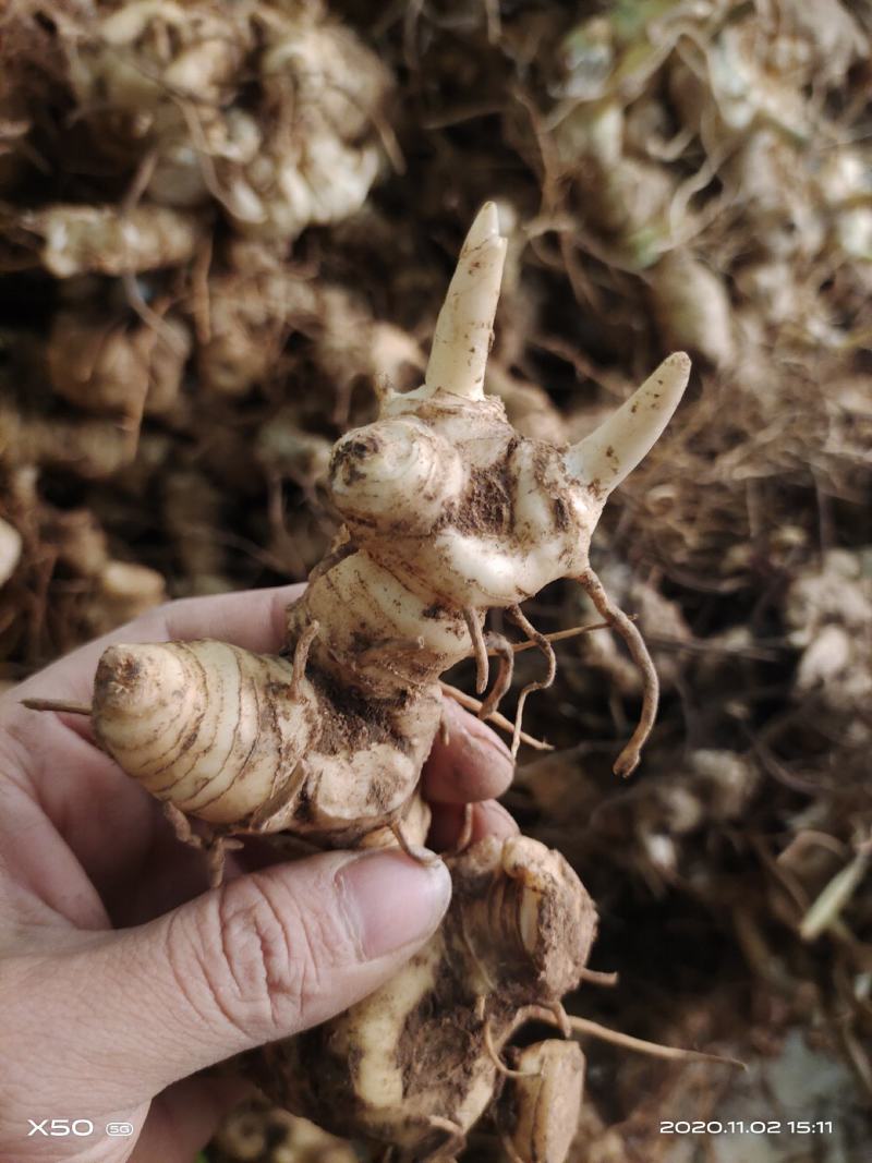 黄精块茎，黄精种茎【四川多花不倒苗姜型甜黄精】有大货