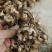 黄精块茎，黄精种茎【四川多花不倒苗姜型甜黄精】有大货