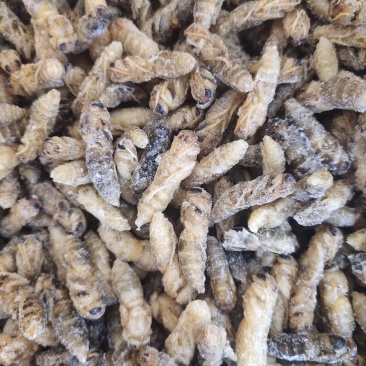 各级蜂蛹批发，级各种野生菌