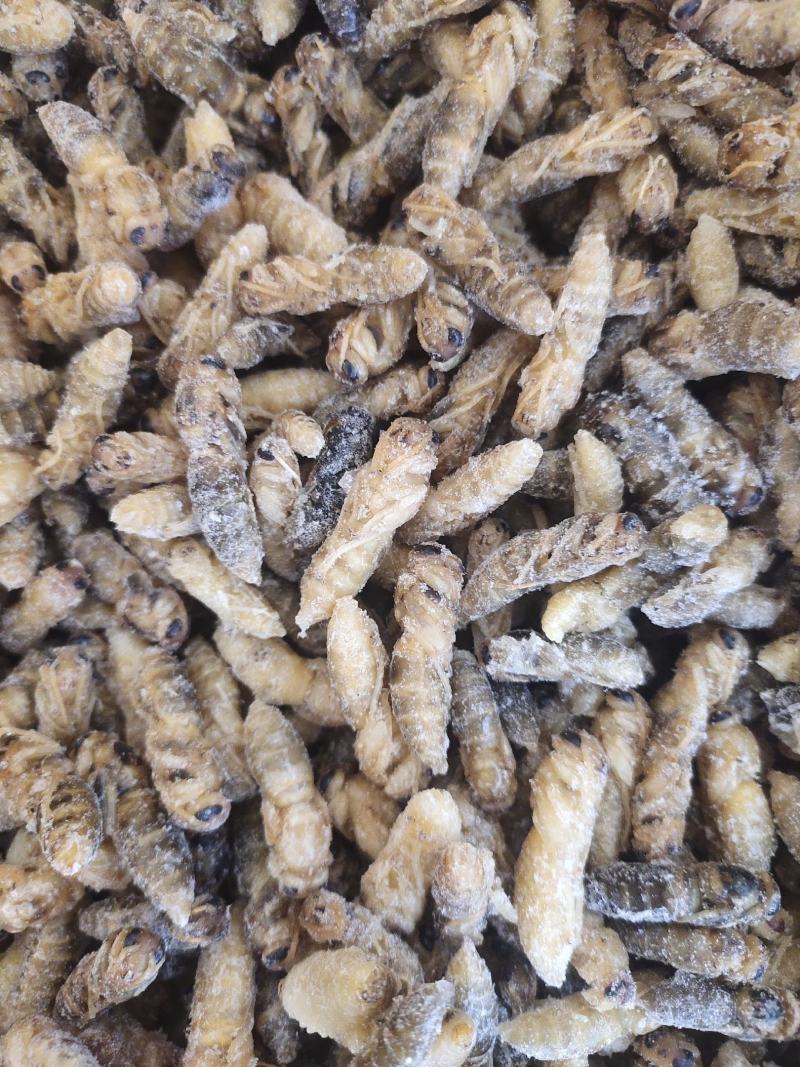 各级蜂蛹批发，级各种野生菌