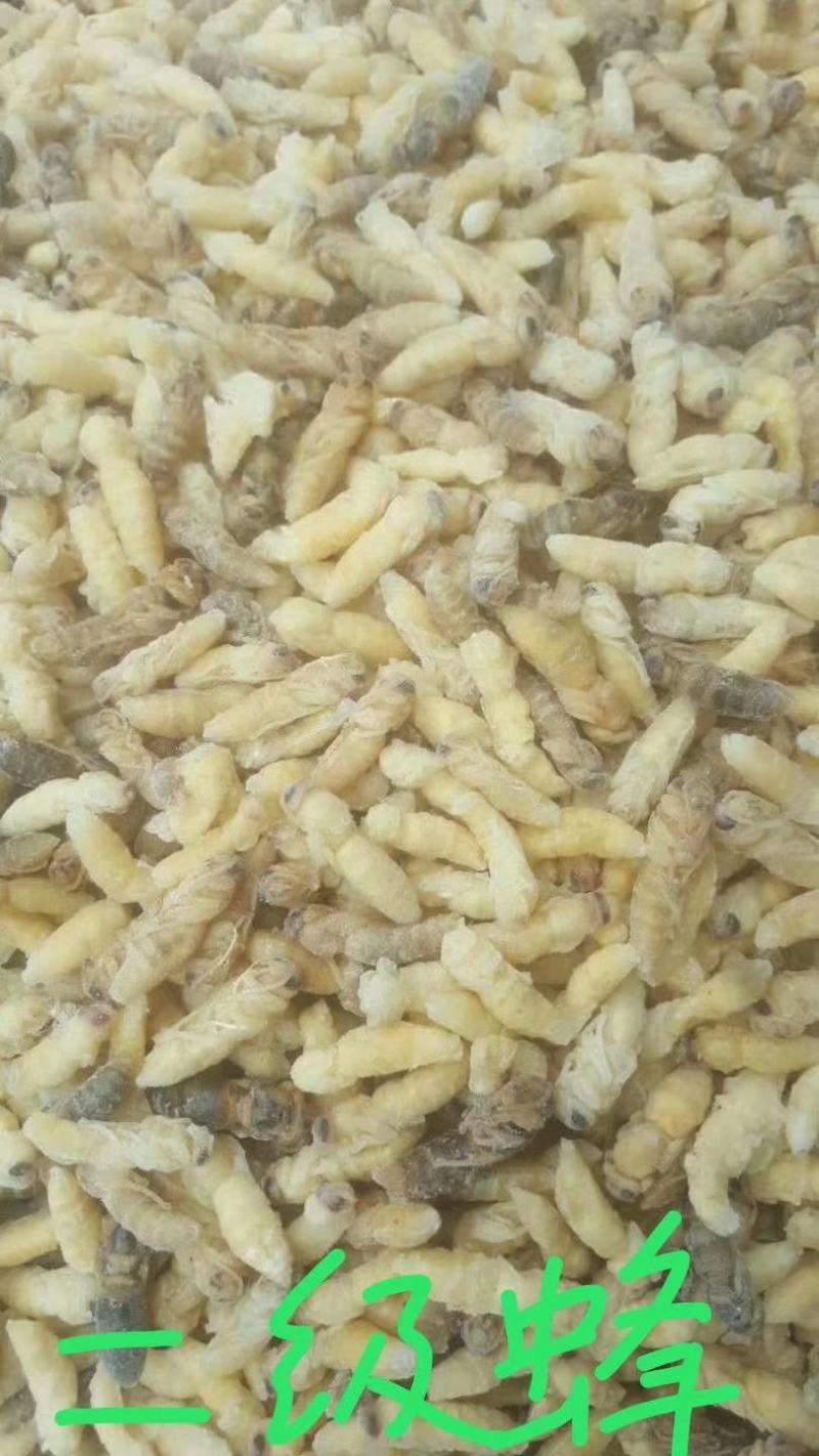 各级蜂蛹批发，级各种野生菌