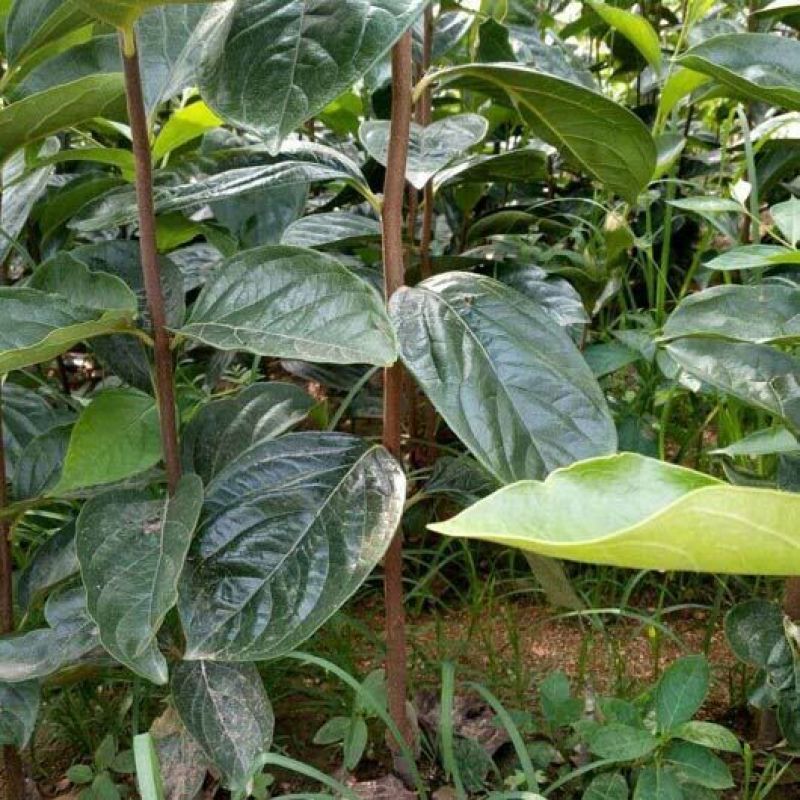 阳丰、茨郎脆甜柿苗自然脱涩不用削皮