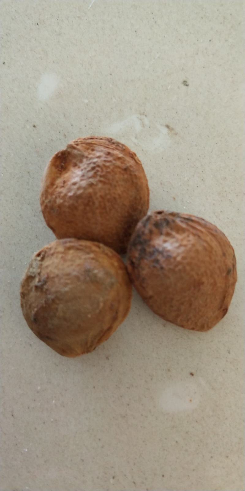 杏核，颗粒饱满干净，杏仁具有很高药用价值
