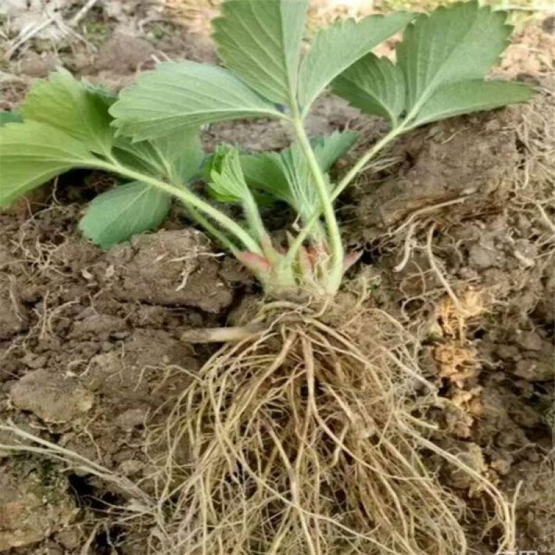 章姬草莓苗四季草莓苗盆栽带土南北方种植当年结果