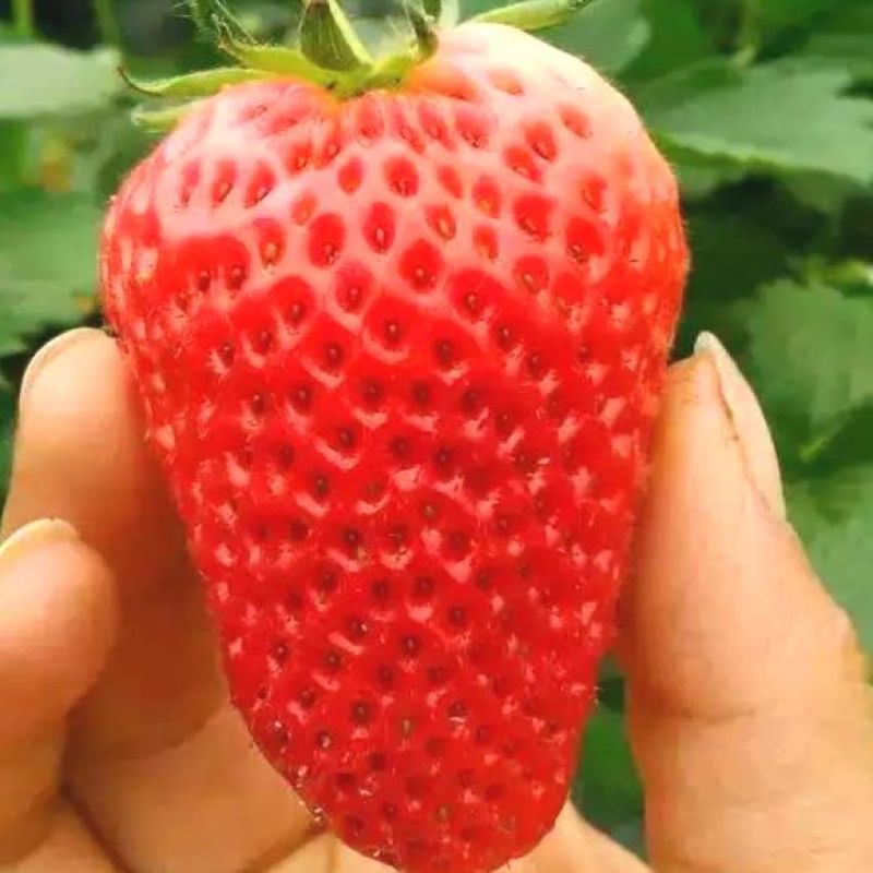 章姬草莓苗四季草莓苗盆栽带土南北方种植当年结果