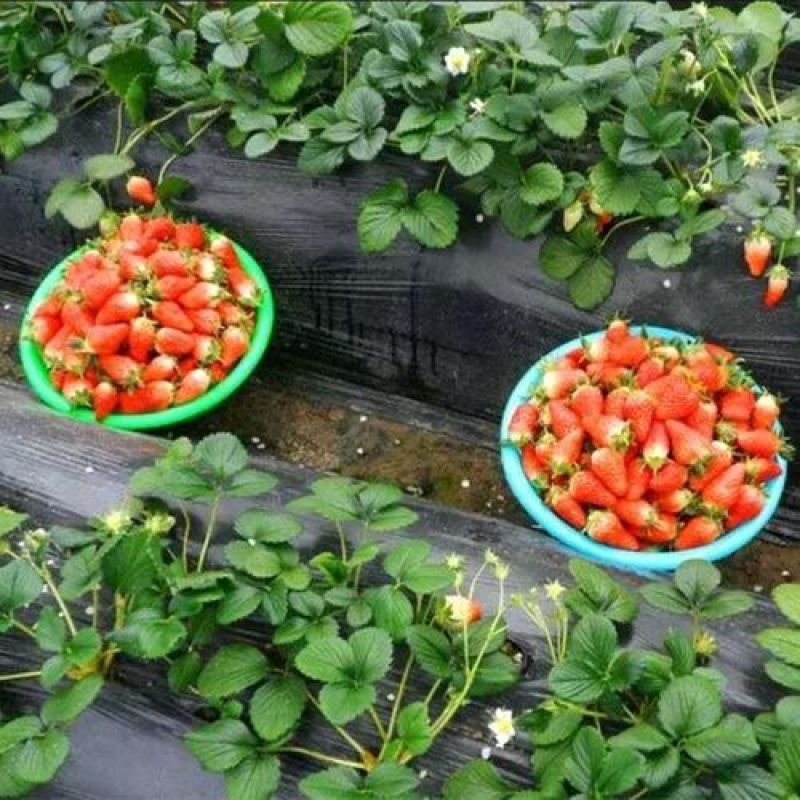 章姬草莓苗四季草莓苗盆栽带土南北方种植当年结果