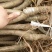四川樱桃苗黑珍珠苗大樱桃苗玛瑙红俄罗斯8号樱桃苗