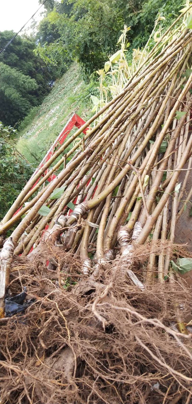 四川樱桃苗黑珍珠苗大樱桃苗玛瑙红俄罗斯8号樱桃苗