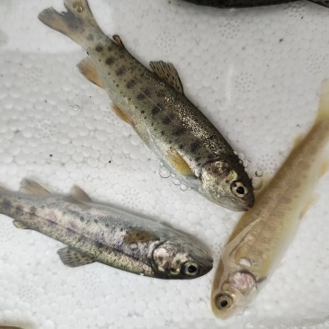 眉山优质鸭嘴鱼，虹鳟，金鳟鱼苗，鱼卵全国发货批发零售
