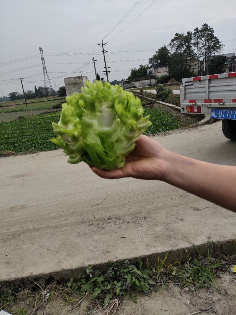 彭州早儿菜上市了！！！看得起的来现货现货