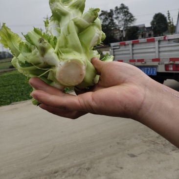彭州早儿菜上市了！！！看得起的来现货现货