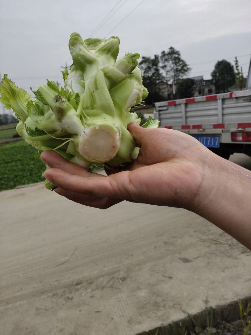 彭州早儿菜上市了！！！看得起的来现货现货