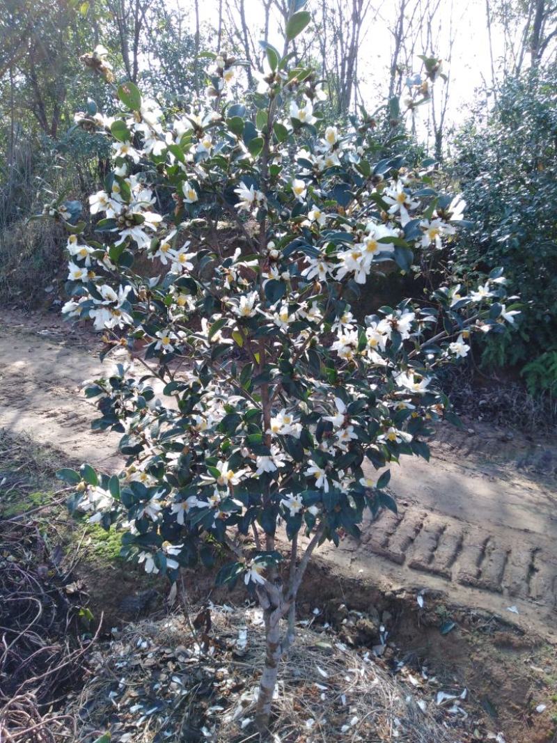 油茶苗，三华系列，蛮一千颗送550毫升油一瓶