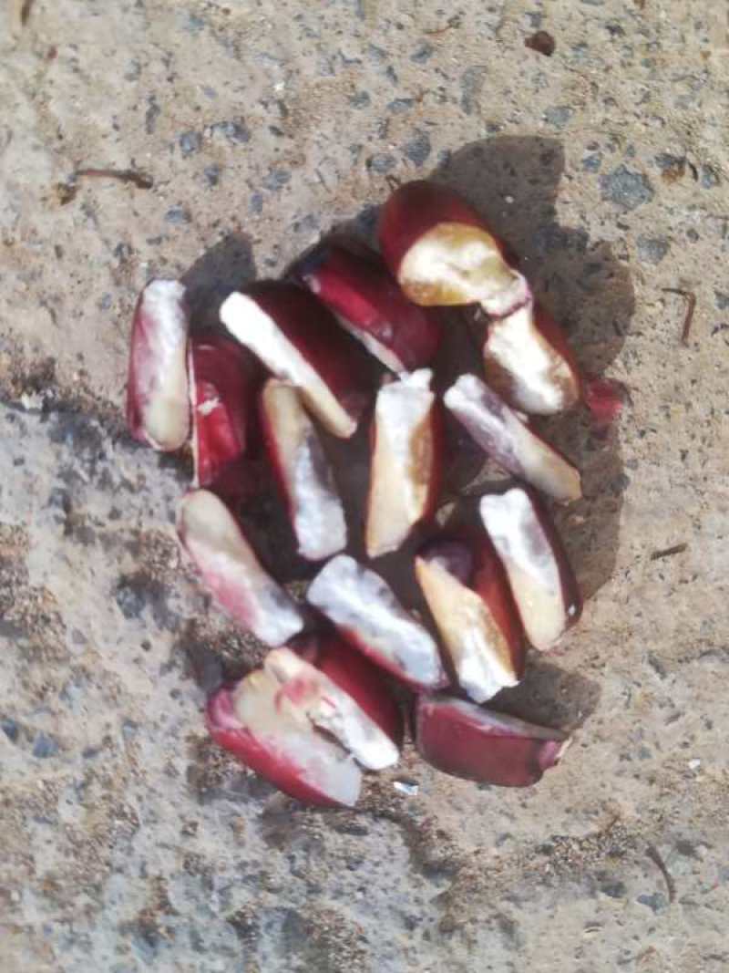 出售万糯2000干粒，黑玉米粒，干棒子，有需要厂家联系！