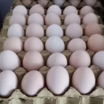 黑凤鸡蛋，白凤鸡蛋，大午金凤，红蛋，规格不同，价格不等