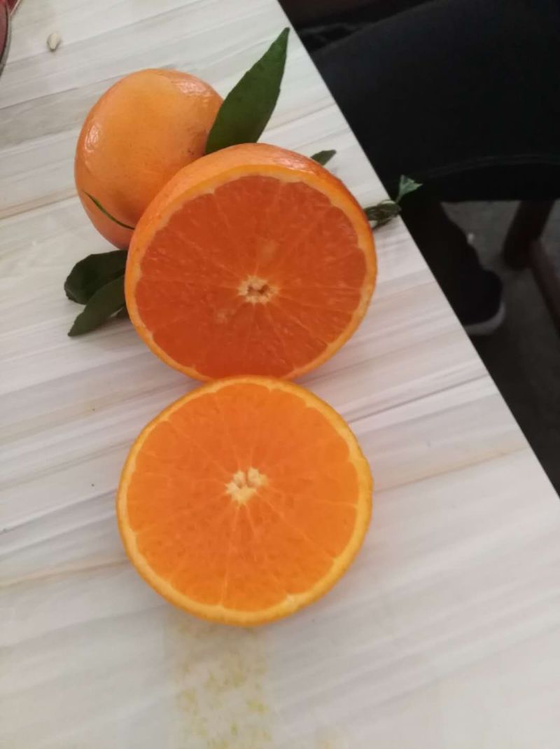 【热销】九月红脐橙秭归脐橙果冻橙口感纯甜价格优