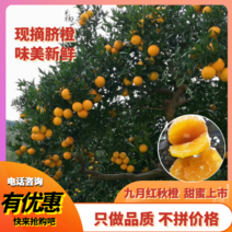 【热销】九月红脐橙秭归脐橙果冻橙口感纯甜价格优