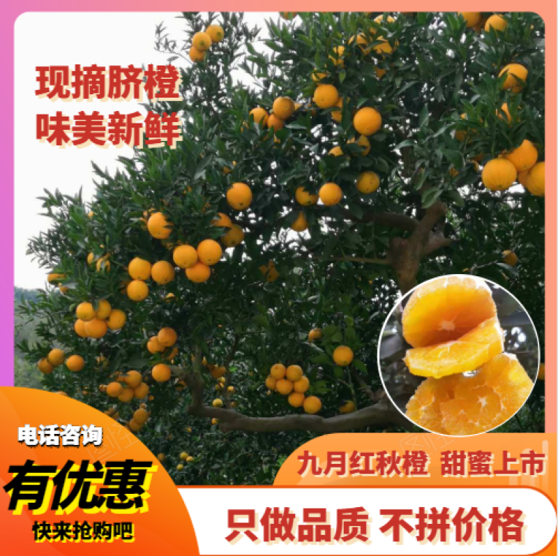 【热销】九月红脐橙秭归脐橙果冻橙口感纯甜价格优