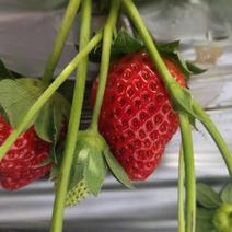 大凉山甜草莓，烘培草莓电商草莓，网套草莓代收量大从优