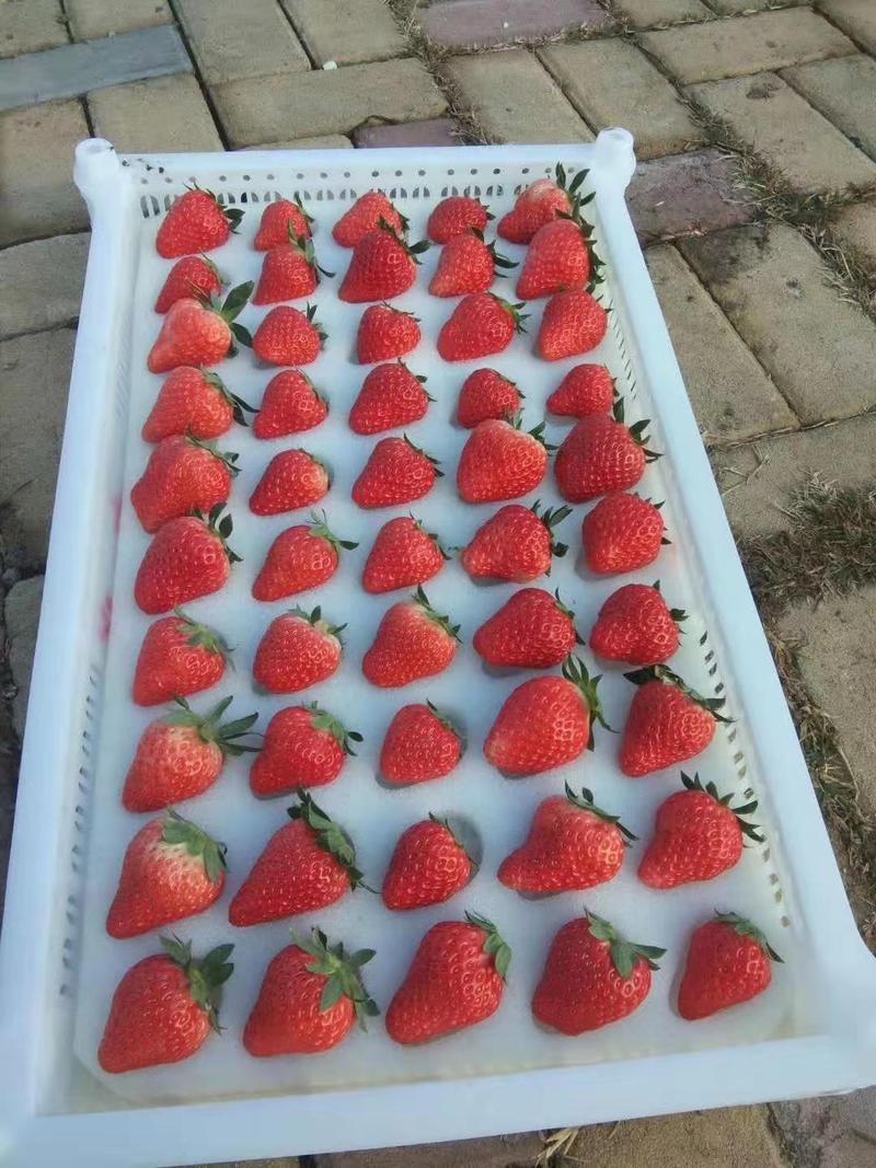 大凉山甜草莓，烘培草莓电商草莓，网套草莓代收代发量大从优