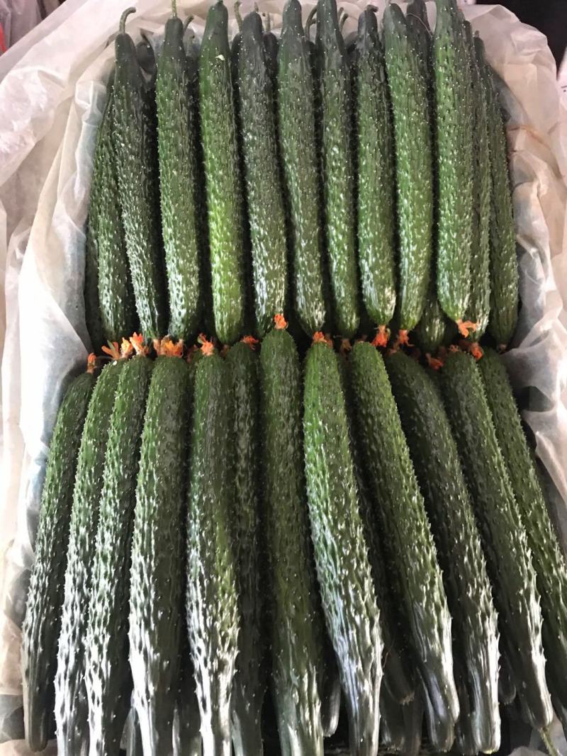 寿光精品蔬菜，品种齐全，一手货源，现摘现装，当天发车