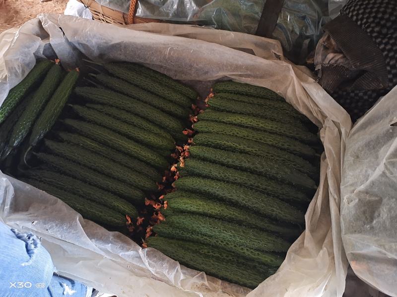 寿光精品蔬菜，品种齐全，一手货源，现摘现装，当天发车