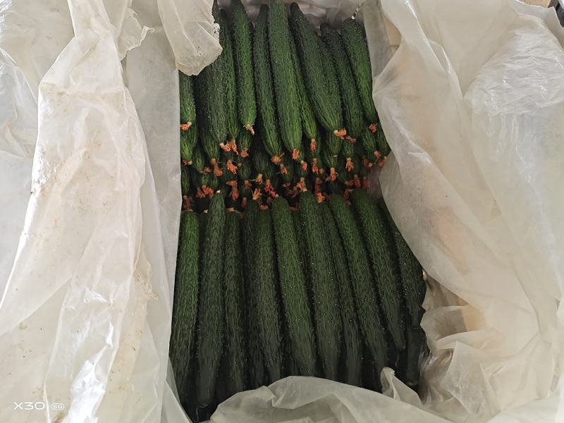 寿光精品蔬菜，品种齐全，一手货源，现摘现装，当天发车