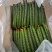 寿光精品蔬菜，品种齐全，一手货源，现摘现装，当天发车