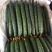 寿光精品蔬菜，品种齐全，一手货源，现摘现装，当天发车