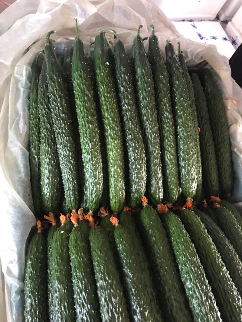 寿光精品蔬菜，品种齐全，一手货源，现摘现装，当天发车