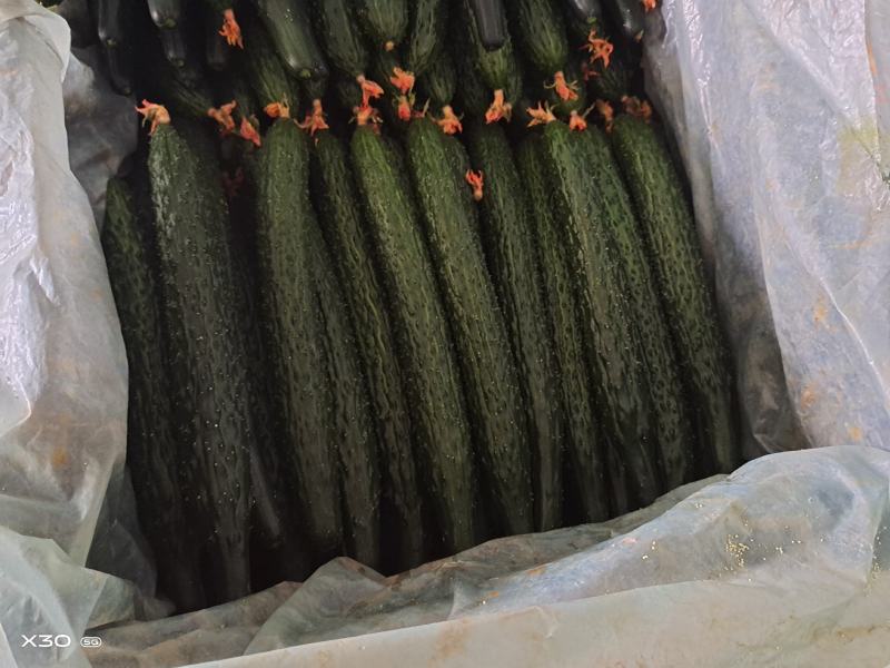 寿光精品蔬菜，品种齐全，一手货源，现摘现装，当天发车