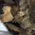 鳖甲生鳖甲保庆药业批发正品实拍甲鱼壳