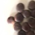 木腰子保庆药业批发阴阳子过江龙子木腰子