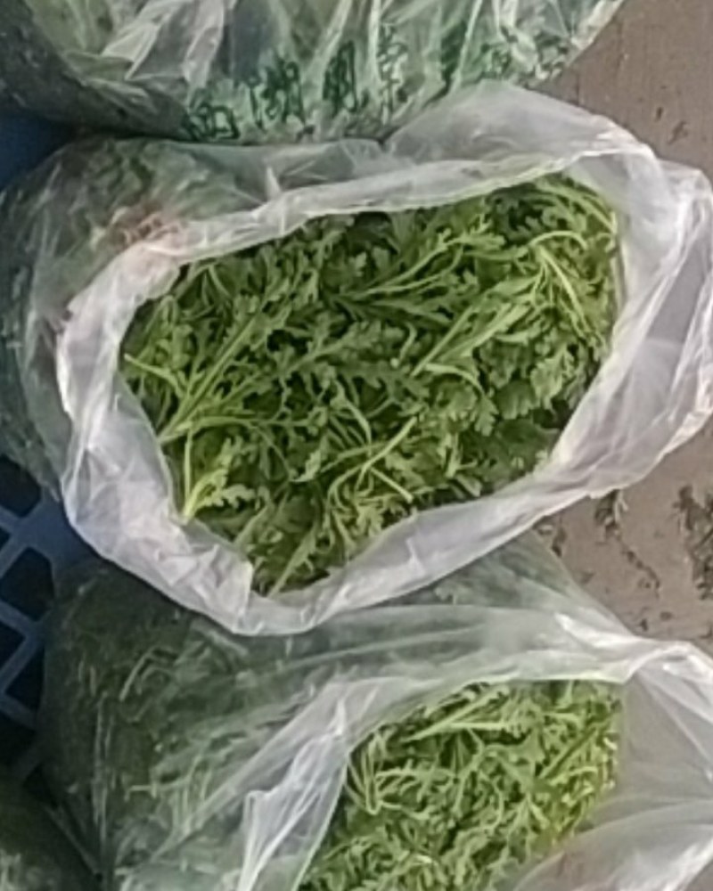 茼蒿，质量好，品质保证