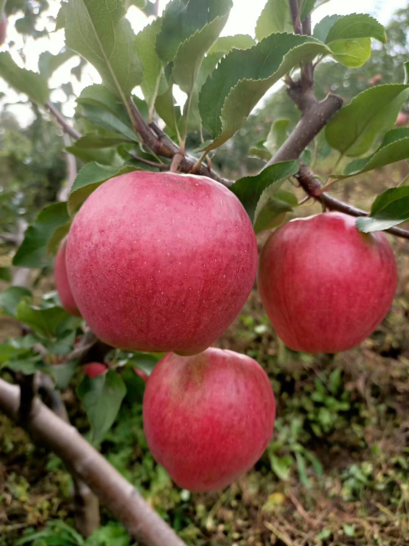 吉林省桦甸市九星林场