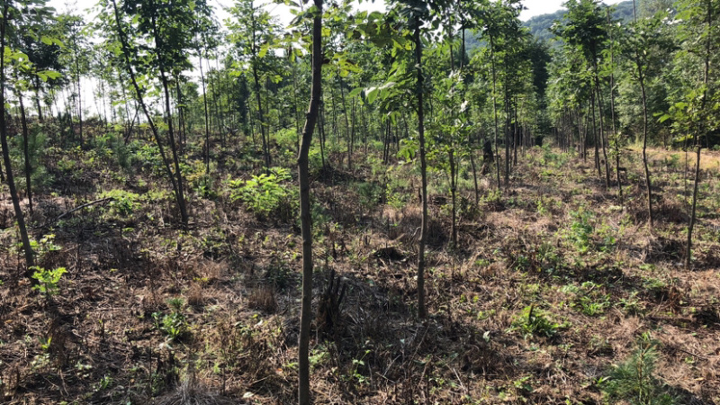 吉林省桦甸市苗木基地塘槭树