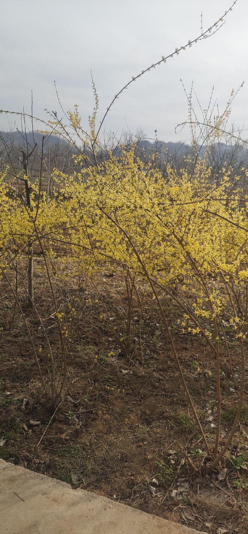 洛南县，改良新品种大颗粒，大产量黄花药用连翘苗。