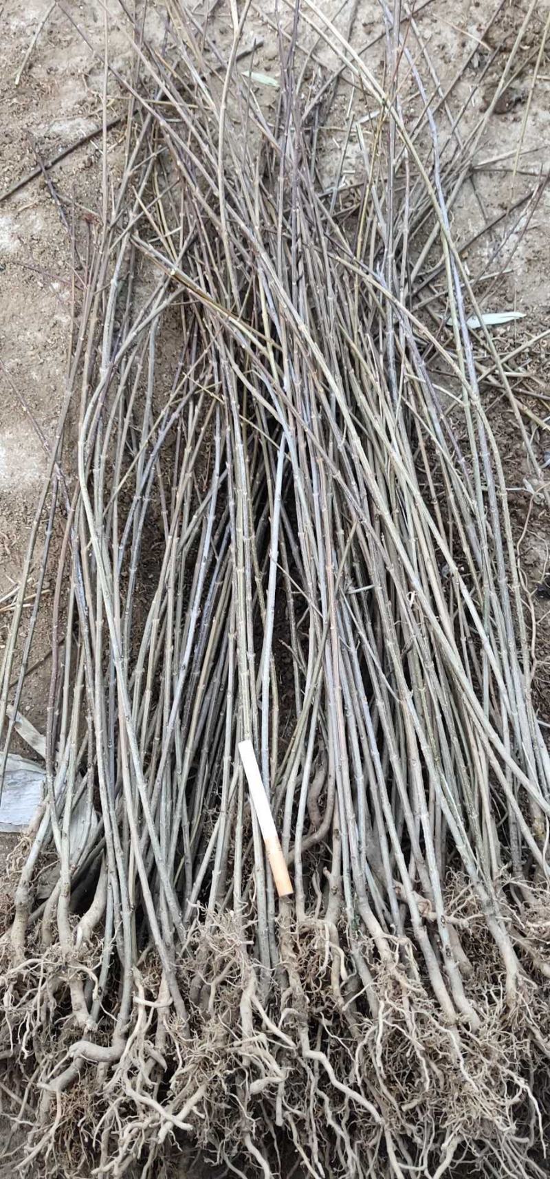 洛南县，改良新品种大颗粒，大产量黄花药用连翘苗。