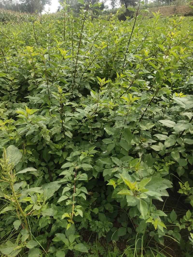 洛南县，改良新品种大颗粒，大产量黄花药用连翘苗。