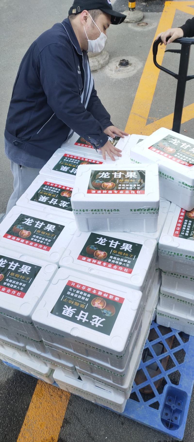 辽宁草莓西红柿铁皮柿子碱地柿子产地直供诚招各区域代理