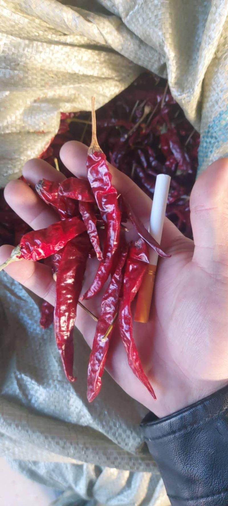 大量出售通货，精品艳椒819干椒，九成干，900干椒