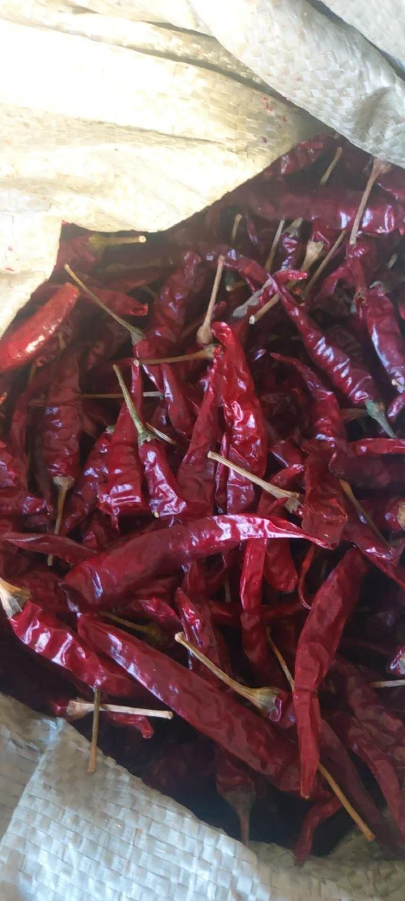 大量出售通货，精品艳椒819干椒，九成干，900干椒