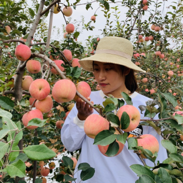 红富士苹果树苗南北方适宜现挖现发保证成活包邮