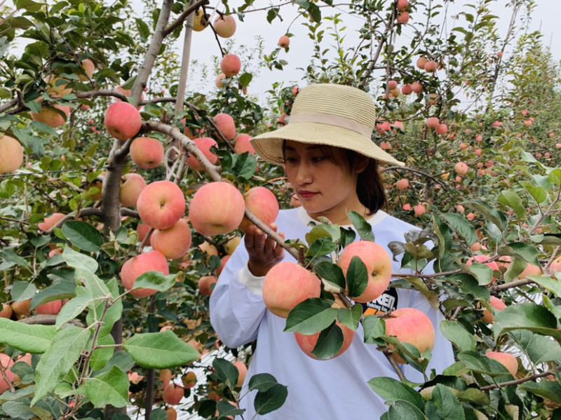 红富士苹果树苗南北方适宜现挖现发保证成活包邮