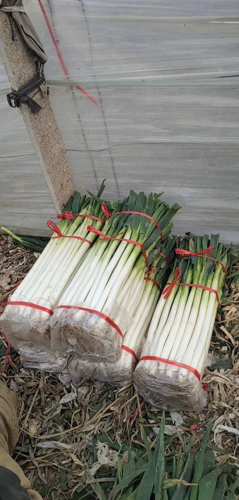 【净葱】山东费县，铁杆大葱，对接电商，超市市场，社区团购
